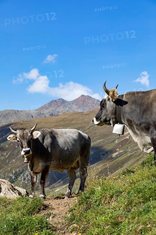 Cows on the alpine pasture in Rofental