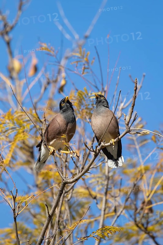 Common myna