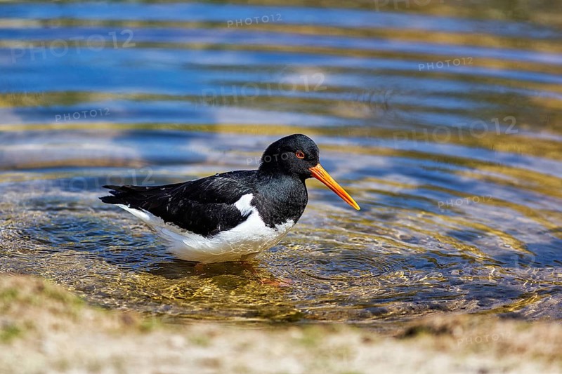 Eurasian oystercatcher
