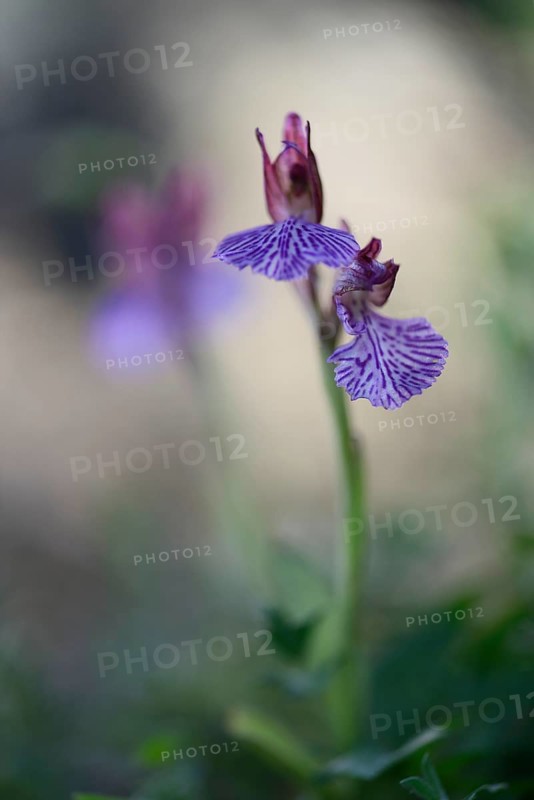 Butterfly orchid