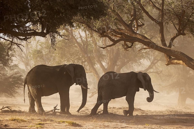 African Elephant
