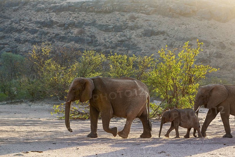 African Elephant