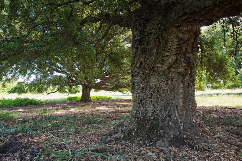 Cork oak