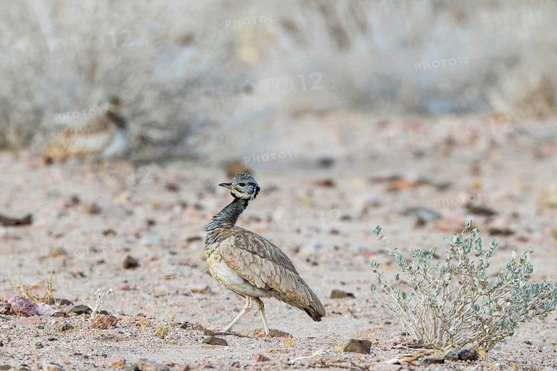Rueppell's Korhaan