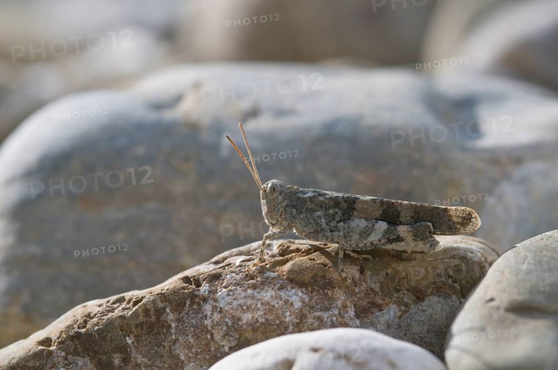 Blue-winged grasshopper