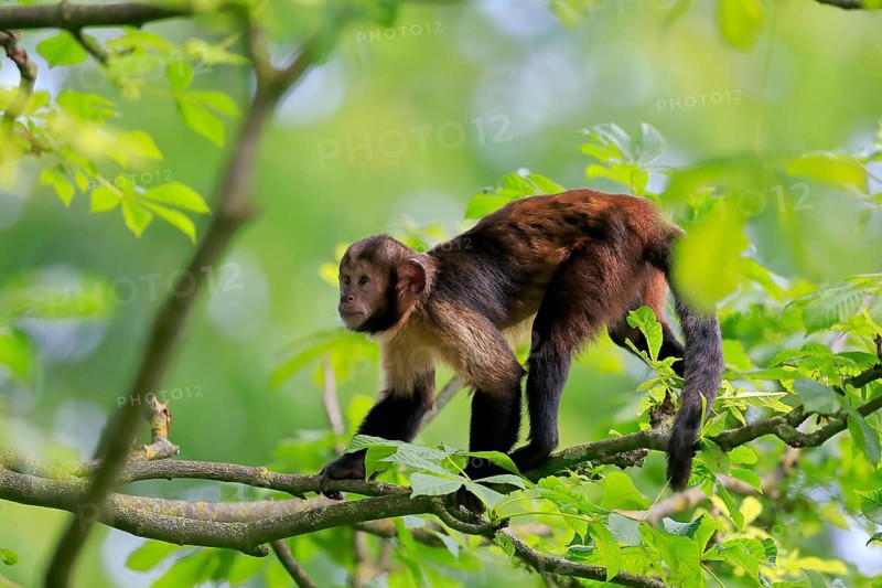 Golden-bellied capuchin