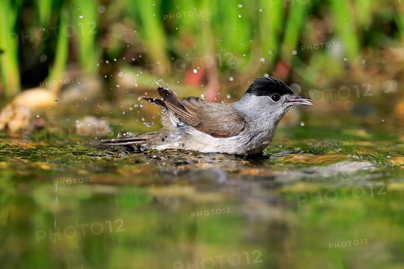 Blackcap