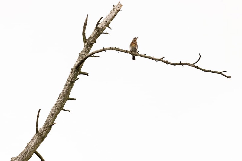 Fieldfare