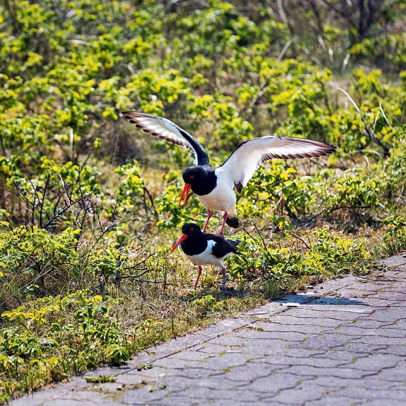 Eurasian oystercatcher