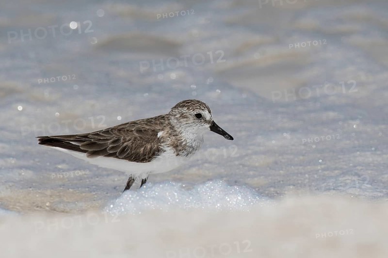 Sanderling