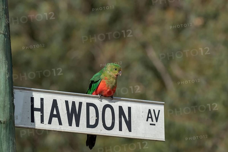 Australian king parrot