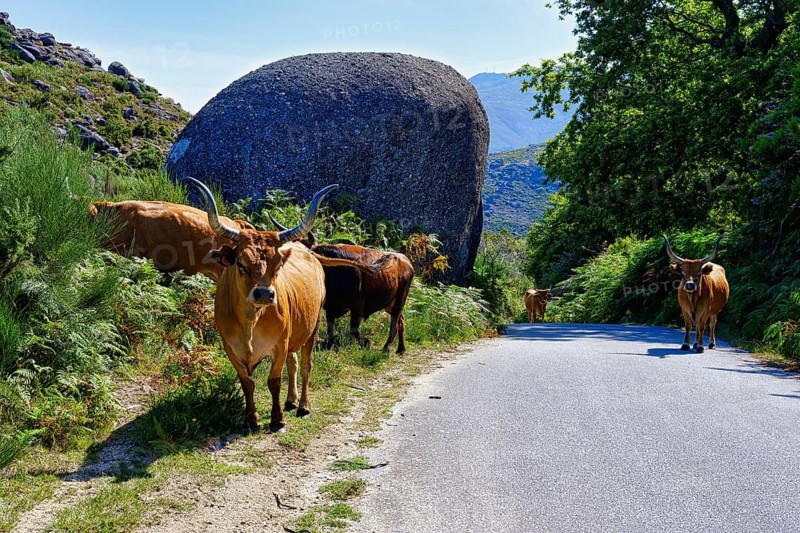 Cachena Cows walking on a road