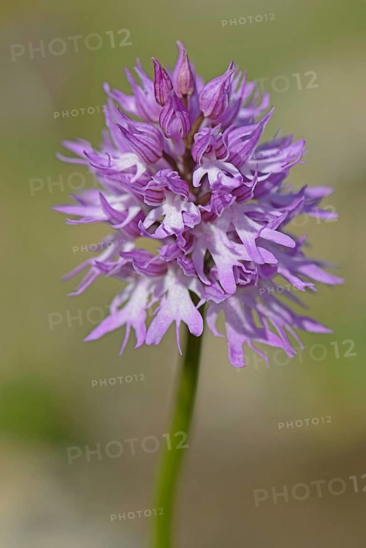 Naked man orchid