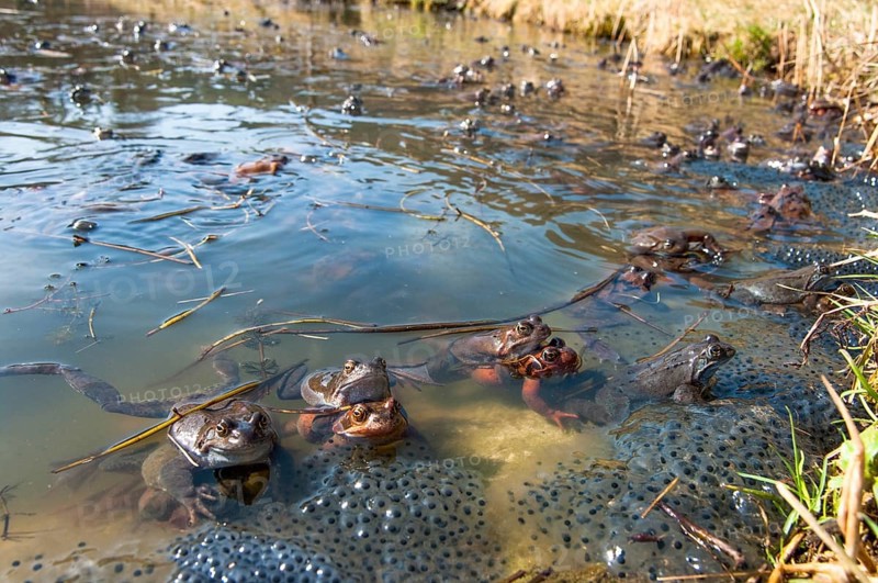 Common frog