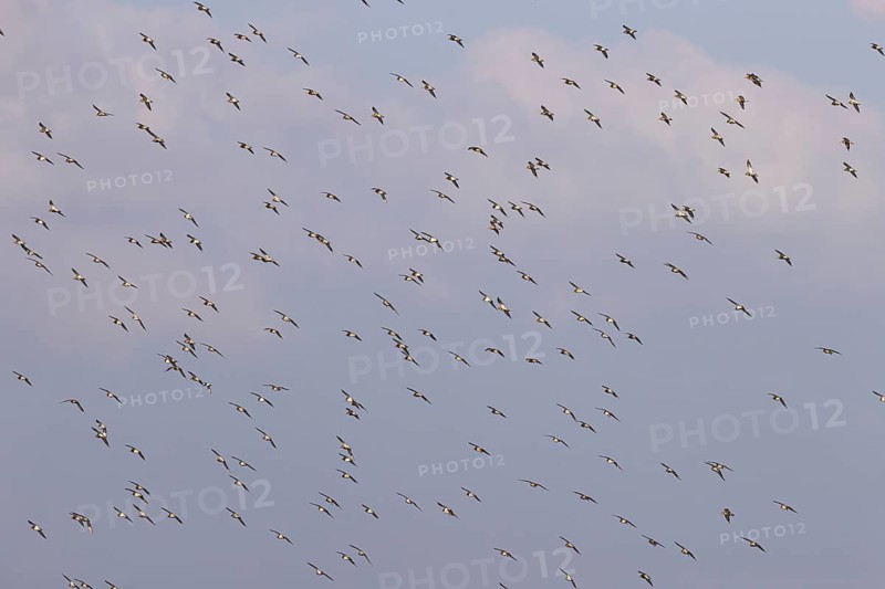 European golden plover