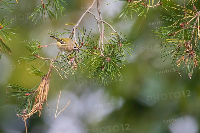 Goldcrest