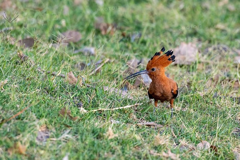 African Hoopoe