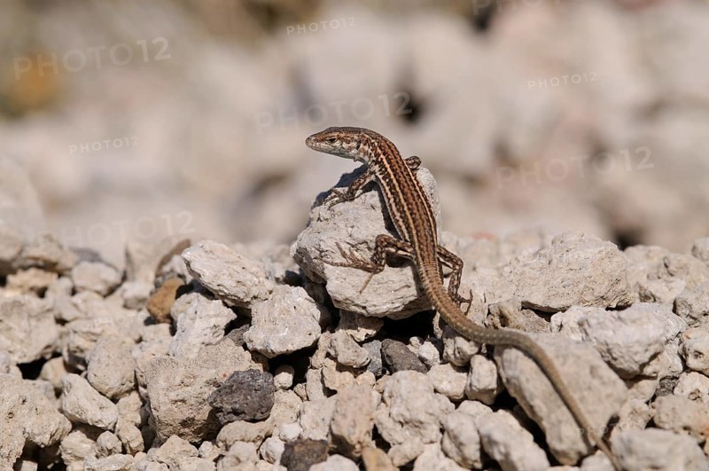 Common wall lizard