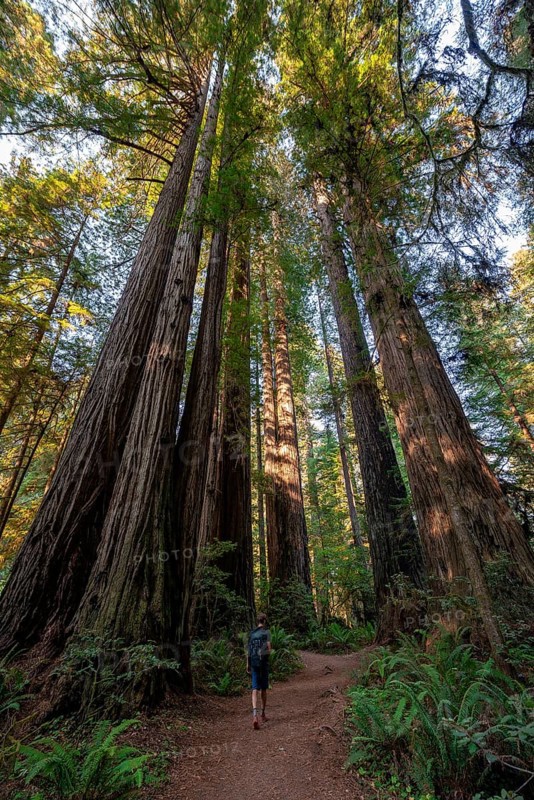 Hiker on trail through forest with coast redwoods