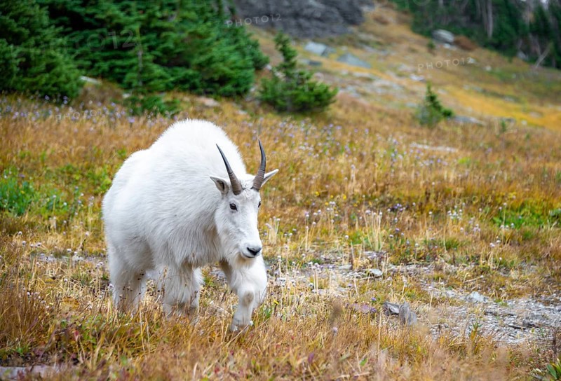 Mountain goat