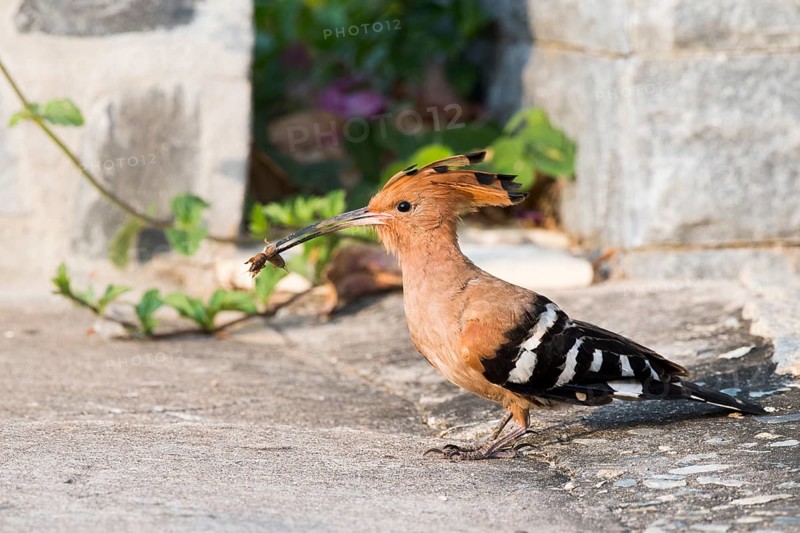 Hoopoe