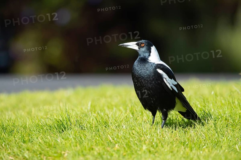Australian magpie