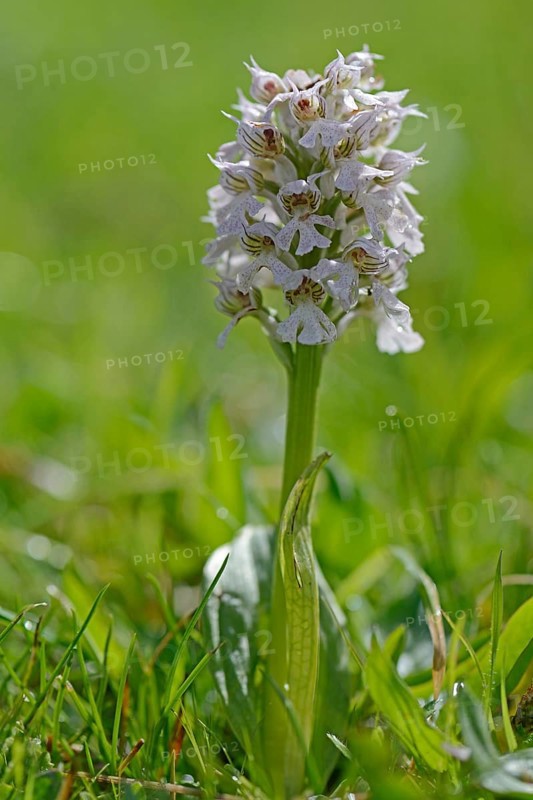 Spotted milky orchid