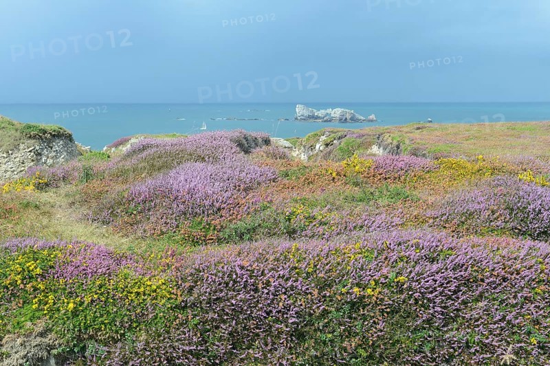 Bell heather