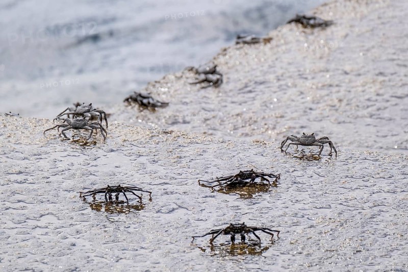 Red rock crab