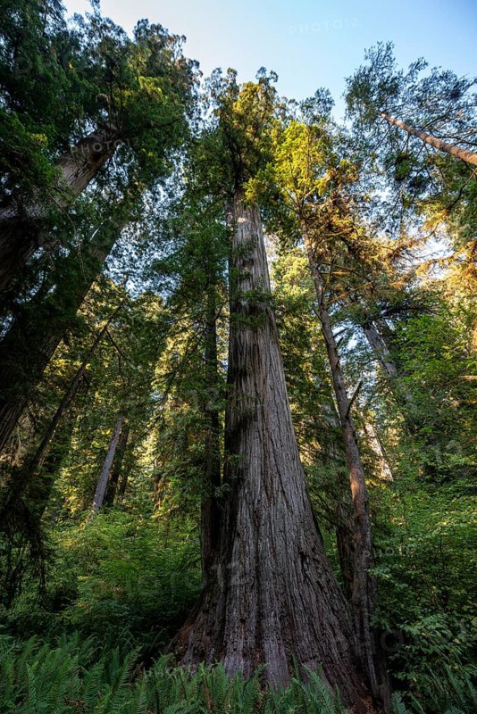 Coastal sequoia trees