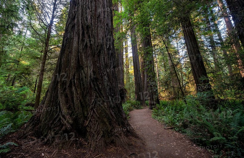 Hiking trail through forest with coastal sequoia trees