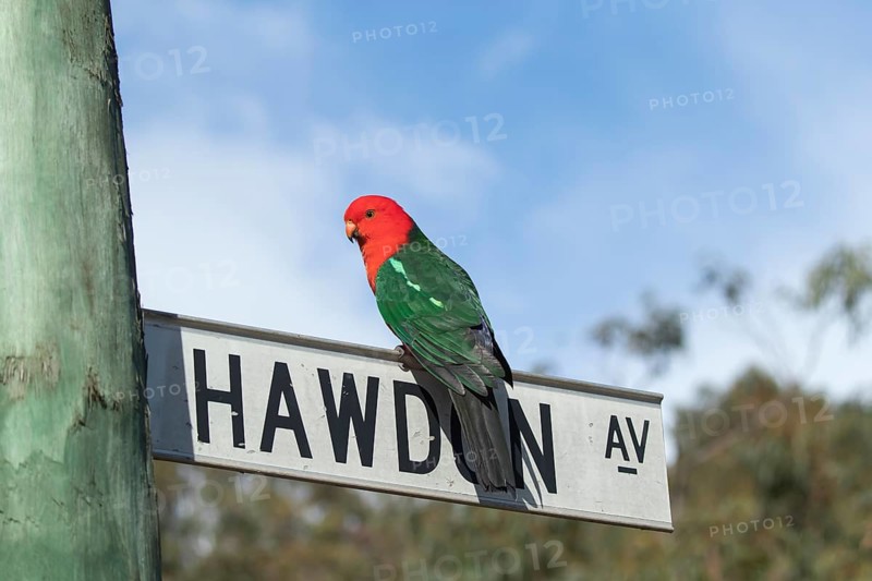 Australian king parrot
