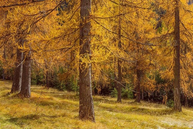 Beautifully colored larches near Cortina d'Ampezzo
