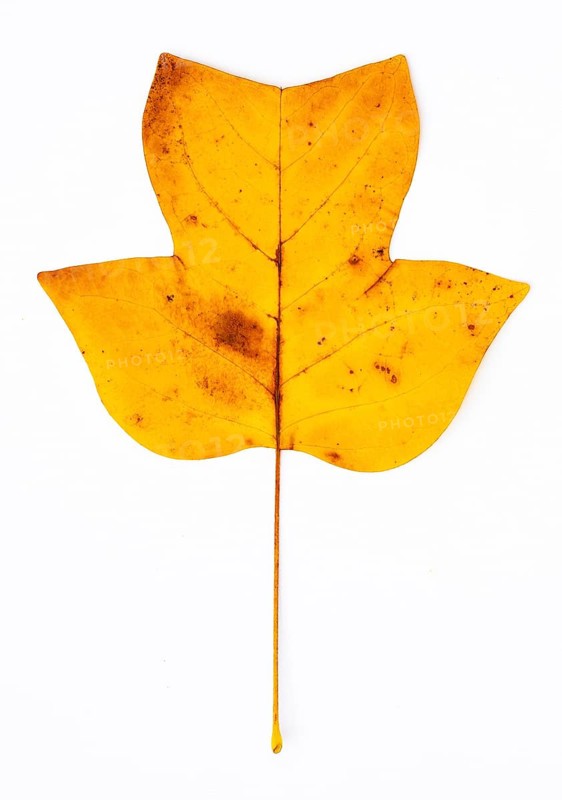Autumn coloured tulip tree