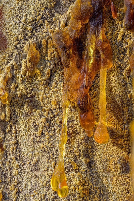 Tree resin of a european black pine