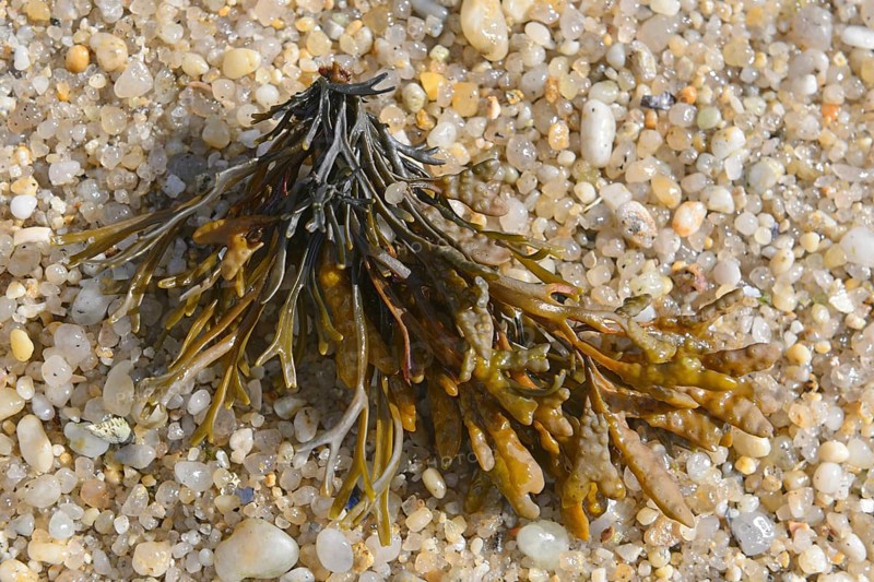 Spiral wrack