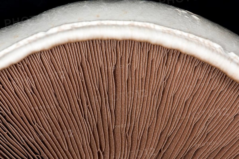 Close-up of the brown lamellae of a horse mushroom