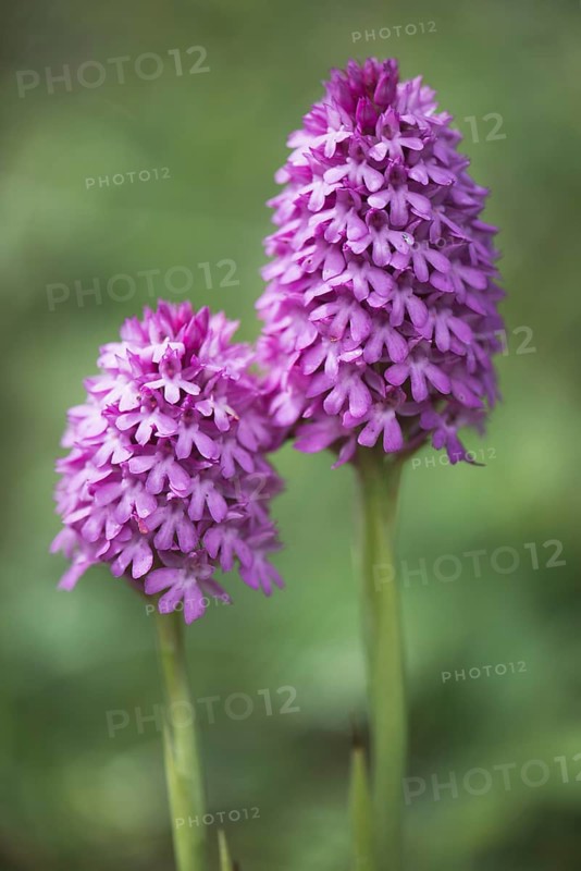 Pyramidal orchid