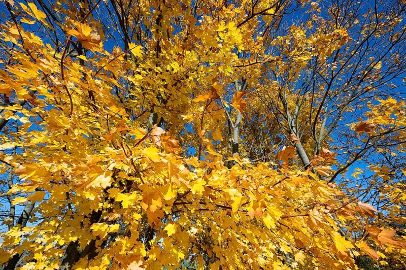 Norway maple