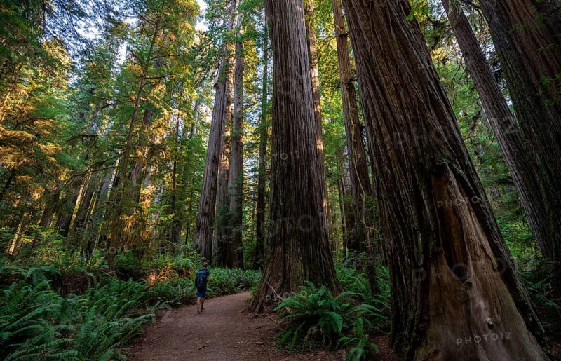 Hiker on trail through forest with coast redwoods