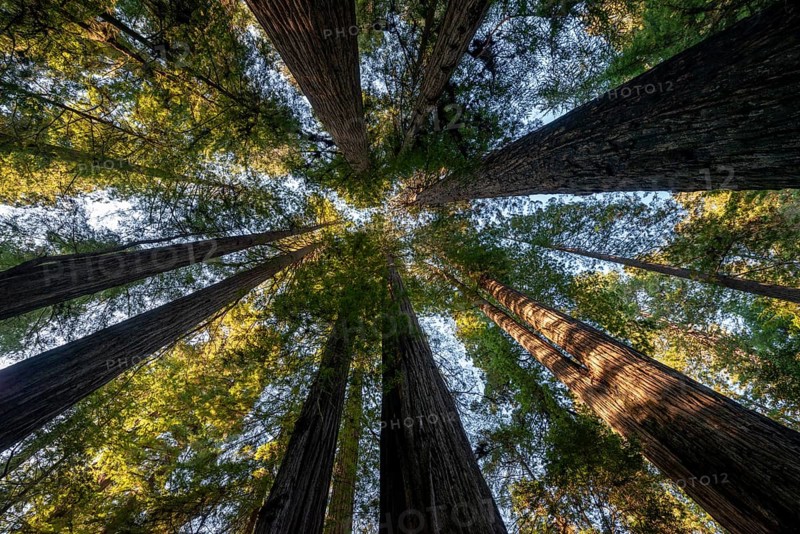 Coast redwoods