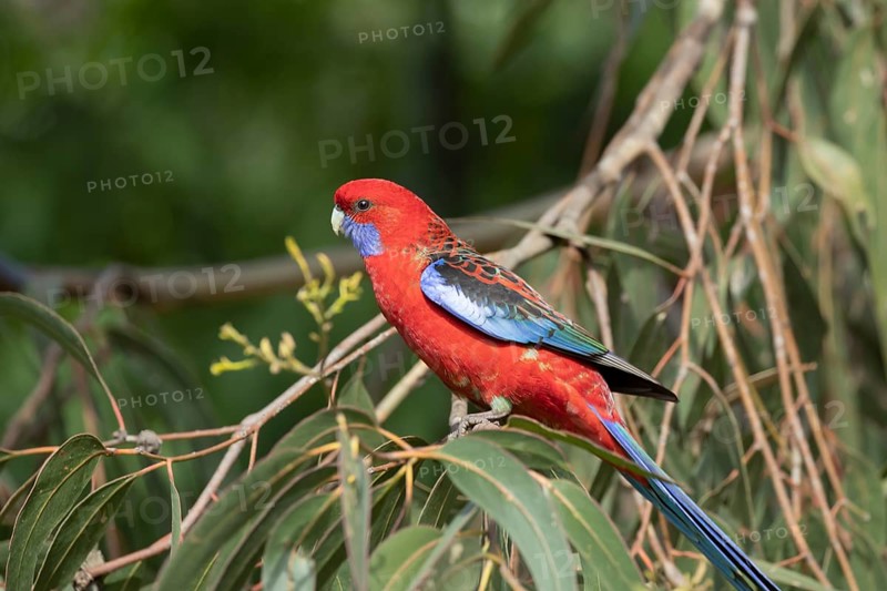 Blue-cheeked rosella