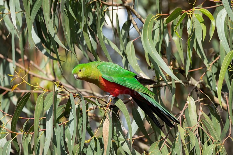 Australian king parrot