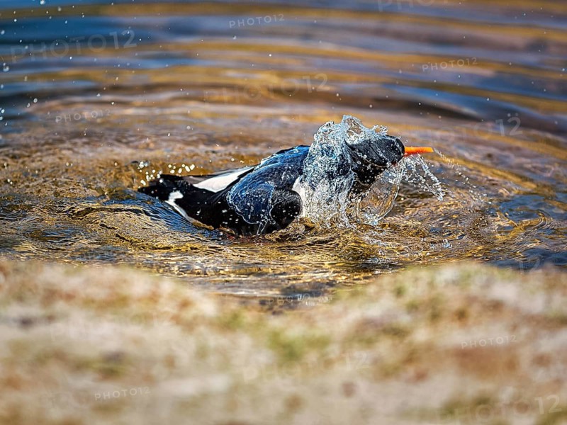 Eurasian oystercatcher