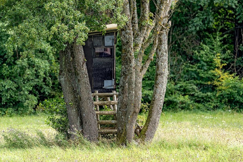 High seat hidden in a group of trees at the edge of the forest