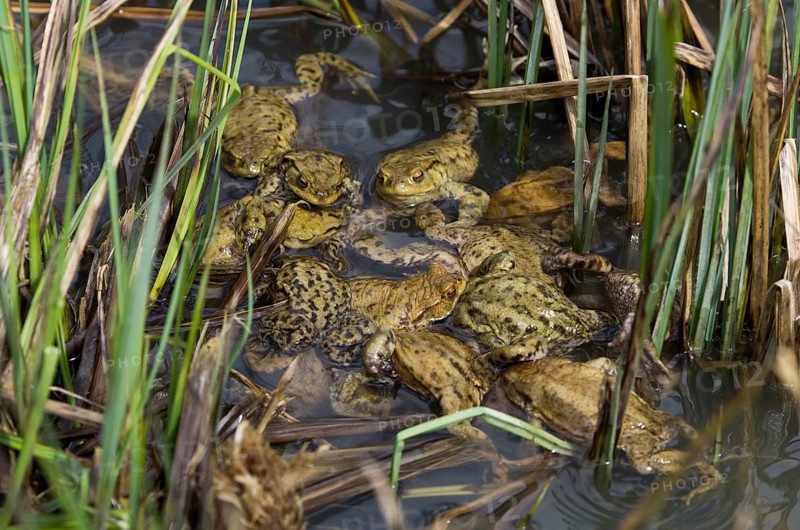 Common toad