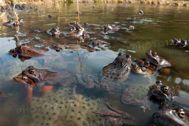 Common frog