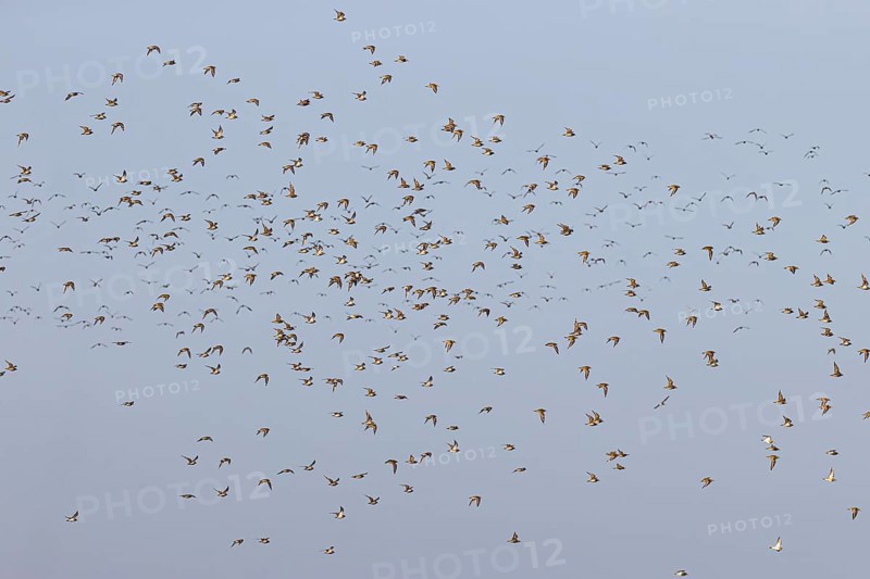 European golden plover