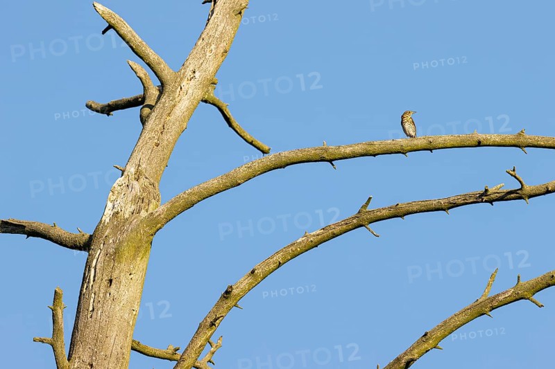 Song thrush