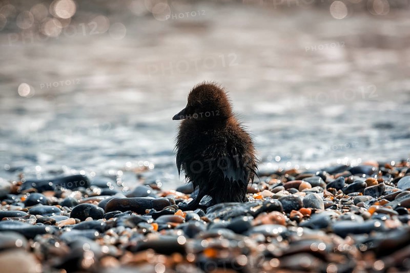 Common eider